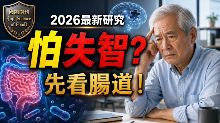 怕失智先看腸道 2026 最新研究 腸腦軸與普洱茶記憶老化研究