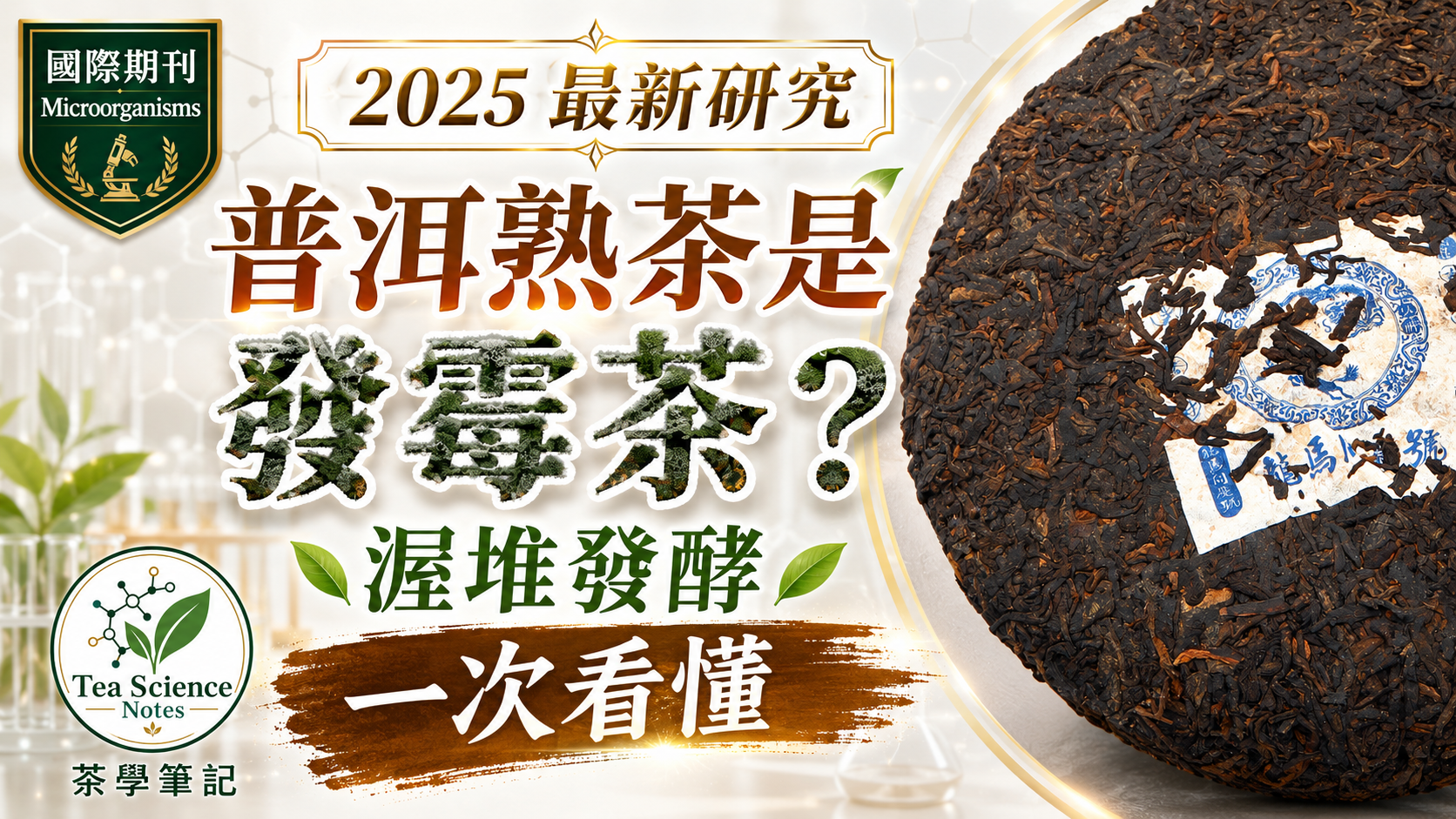 普洱熟茶是發霉茶嗎,2025 最新研究解析渥堆發酵與微生物轉化